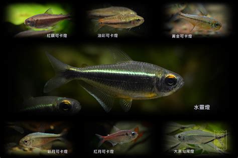 燈魚種類|【燈魚種類】探索燈魚世界的繽紛色彩：常見的100種燈科魚種類